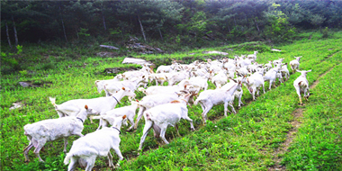 陜西羊乳產(chǎn)業(yè)基地概述 ——全球羊奶看中國(guó)，中國(guó)羊奶看陜西！