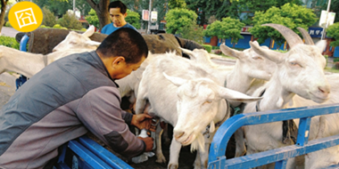 【揭秘】路邊的現(xiàn)擠羊奶可以放心喝嗎？真相在這里！