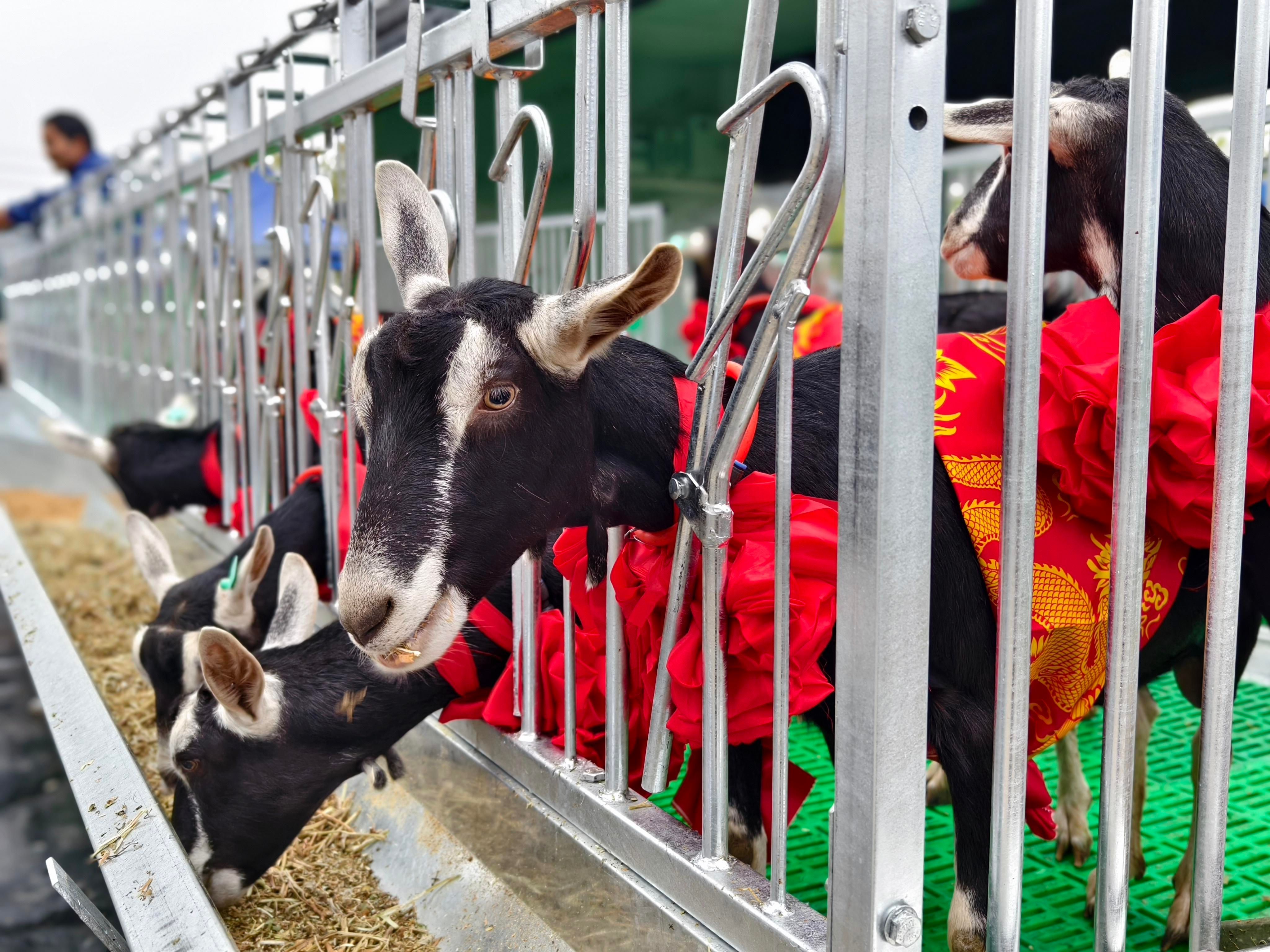 陜西奶企的初心：讓世界愛上“中國質造”